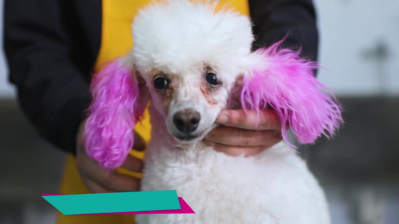 怎么给贵宾犬剪指甲？