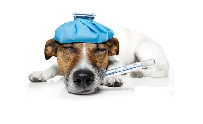 狗狗如何测体温？