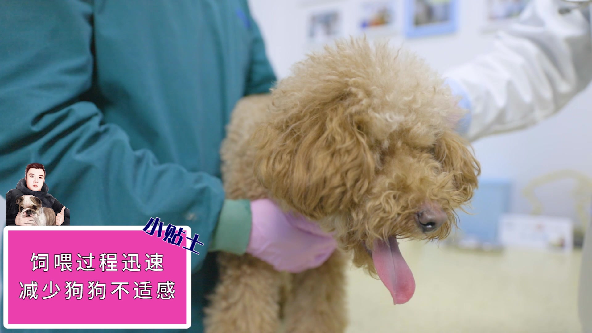 怎么给狗狗喂固体药物？