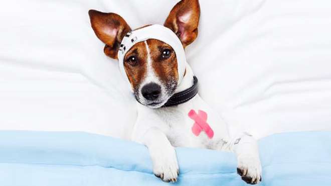 如何处理狗狗外伤？