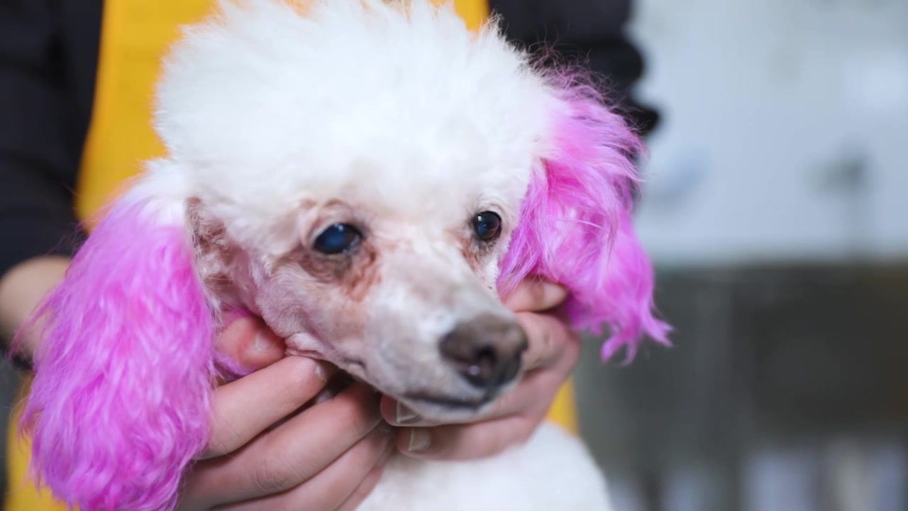 狗狗眼睛要这样洗