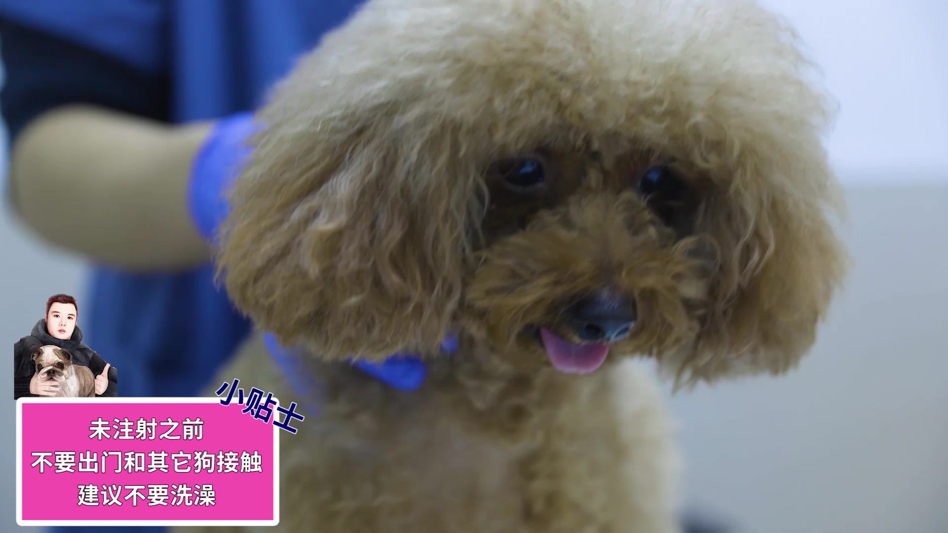 什么时候给狗狗打疫苗最合适？