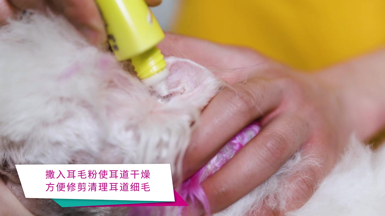 给狗狗清洁耳朵你会吗？