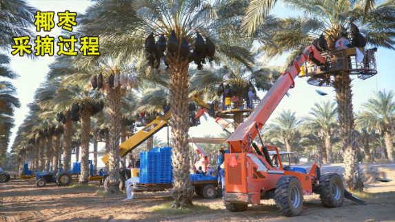 揭秘椰枣加工厂