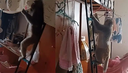 猴子闯进女生宿舍像回家