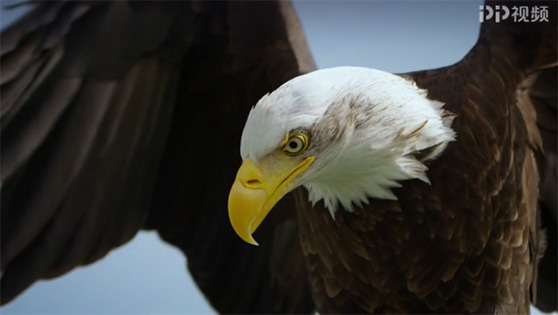 速度与生命-潜行杀手