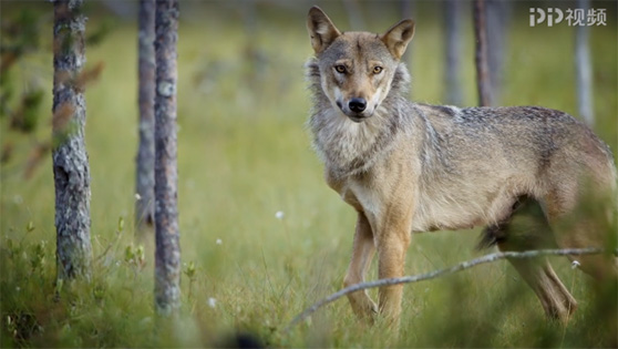 大自然最伟大的天才