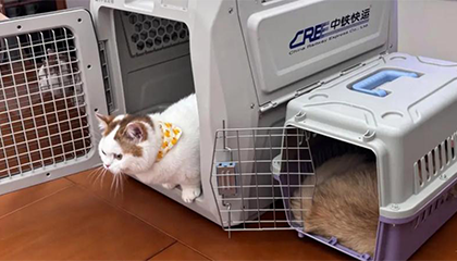 宠物首次加入春运大军