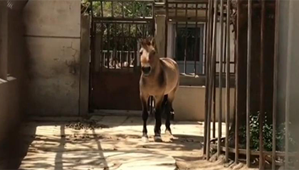 现存唯一野生马种