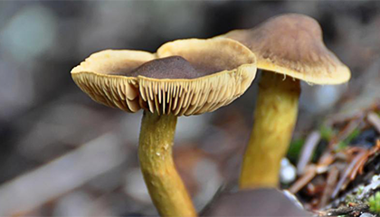 男子误采毒蘑菇进ICU