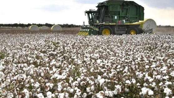 新疆棉花大丰收！