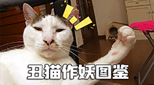 丑猫作妖图鉴