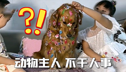 这些宠物也太难了