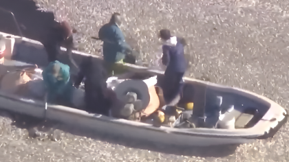 日本离奇死鱼多到渔船寸步难行