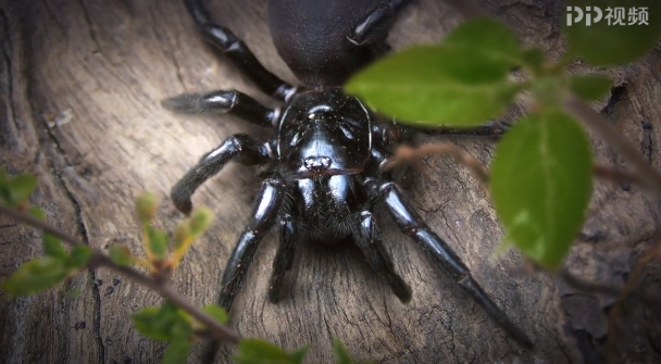 荒野刺客 第1季