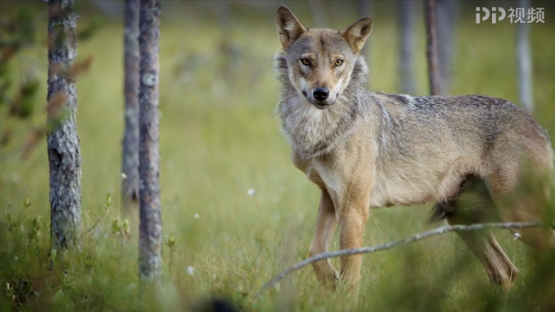 大自然最伟大的天才