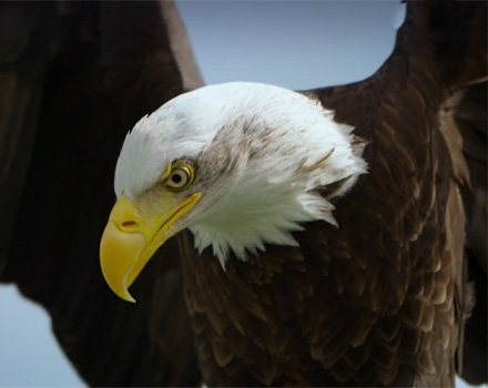 速度与生命-潜行杀手