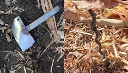 庄稼地里惊现钢筋和菜刀