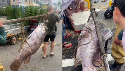 渔民捕获225斤巨型石斑鱼