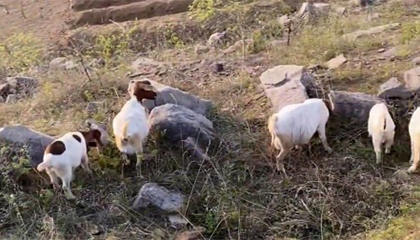 村民家中的羊疑遭不明野兽袭击