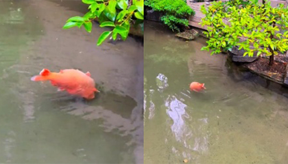 泉城猪鲤有了减肥教练