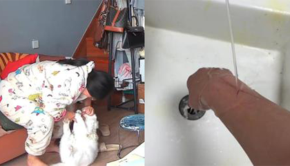 养了8年的猫突然发动攻击