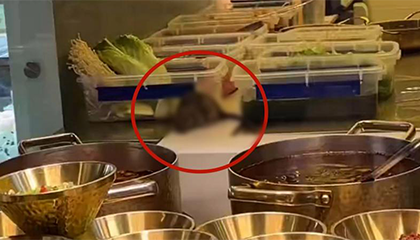 西安一自助餐厅灶台现老鼠