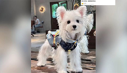 女子给宠物做汉服