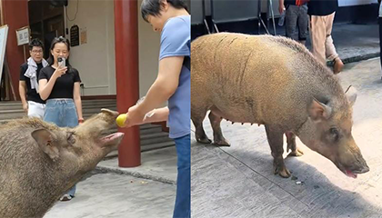 300斤野猪走红网络