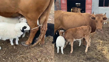 小羊们找牛妈妈蹭奶喝