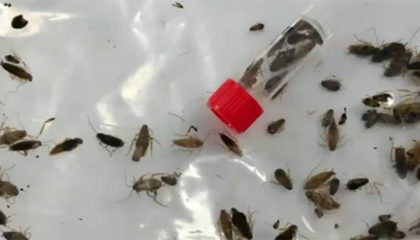 进境船舶发现1000余只蜚蠊