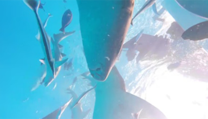 遭鲨鱼吞下又吐出