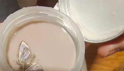 沪上阿姨喝出飞蛾