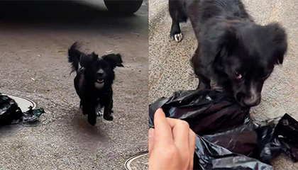 男子街头偶遇流浪狗