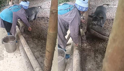 老人让猪把食盆叼过来