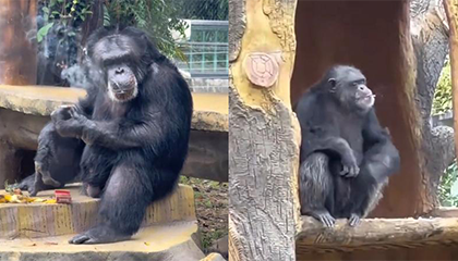 大猩猩成“老烟枪”吞云吐雾？