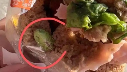 三明治吃出虫子