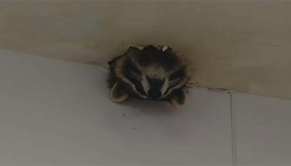 天花板上“倒挂”一颗脑袋