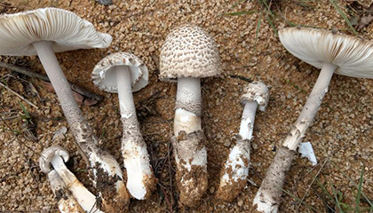 一家4口吃野生菌中毒