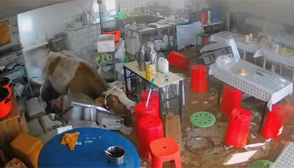 壮牛突然冲进餐馆