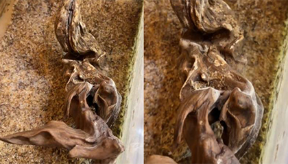 离家一年活鱼变鱼刺？