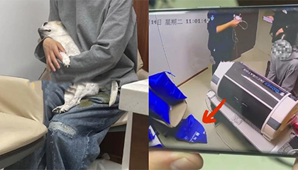 狗狗因氧气爆炸在ICU吓死