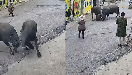 两只水牛打架众人手足无措