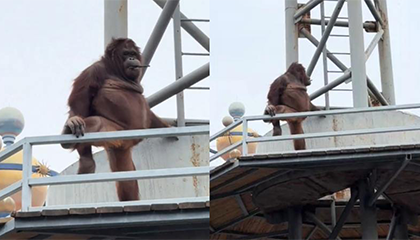 一红毛猩猩向游客丢掷粪便