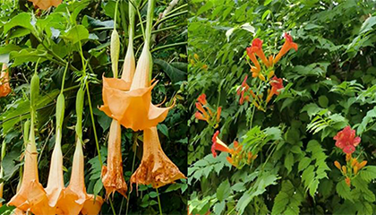 妻子煲汤误用曼陀罗花