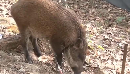 野猪蹭吃被收养后成“网红猪”