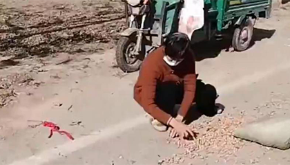 数百斤花生从车上掉落