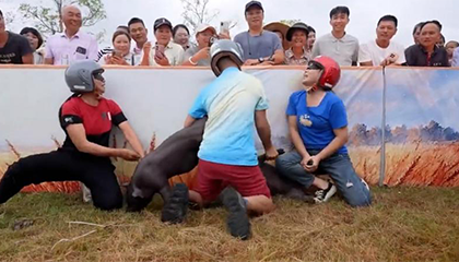 一村举行“猪超”运动会庆丰收