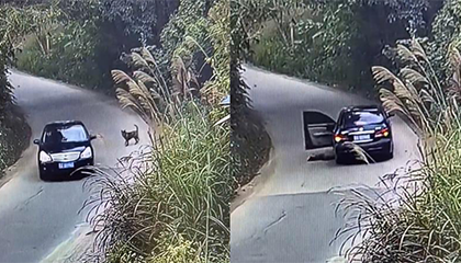 偷狗贼开车沿路寻找目标