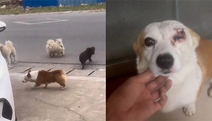 柯基被好朋狗约出门后